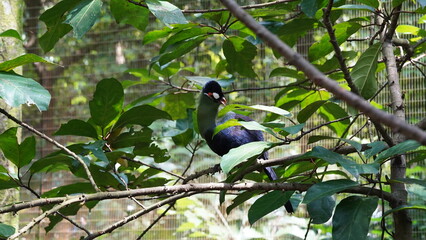 Wall Mural - White-cheeked turaco|Menelikornis leucotis|白頰蕉鵑蕉鵑