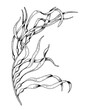 Vector Seaweed illustration. Hand drawn drawing of Algae in outline style painted by black inks on white isolated background. Line art of underwater laminaria. Engraving of marine plant for cosmetics.
