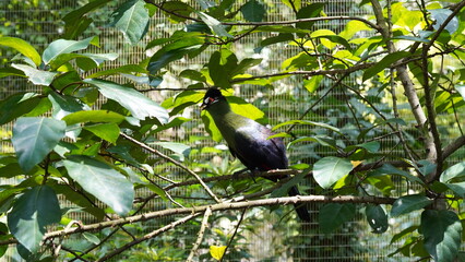 Wall Mural - White-cheeked turaco|Menelikornis leucotis|白頰蕉鵑蕉鵑