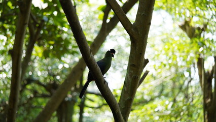 Wall Mural - White-cheeked turaco|Menelikornis leucotis|白頰蕉鵑蕉鵑