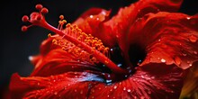 AI Generated. AI Generative. Macro Shot Illustration Of Red Hibiscus Flower Open Close. Graphic Art