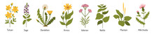 Vector Set Of Medicinal Plants. Medical Herbs In Flat Style. Flowers And Plants For Tea And Medicines