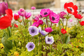  Colorful spring flower planting in a city, urban landscaping