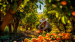 Gardener harvesting the ripe orange fruit at orange trees on organic fruit farm. Generative AI