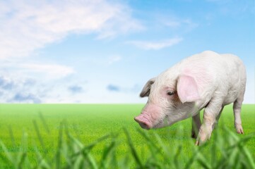 Wall Mural - Cute small funny pig on green grass.