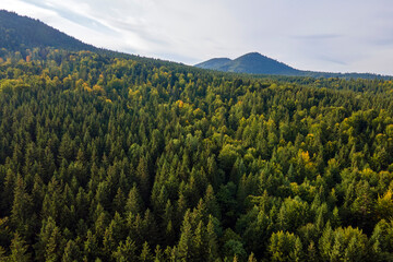 Wall Mural - Aerial view of green pine forest with dark spruce trees covering mountain hills. Nothern woodland scenery from above