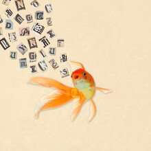 Contemporary Art Collage Of A Goldfish. Newspaper Style Letters. True Or Fake. Copy Space. Modern Design. Copy Space.

