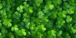 Viele Kleeblätter im saftigen Grün Nahaufnahme, ai generativ