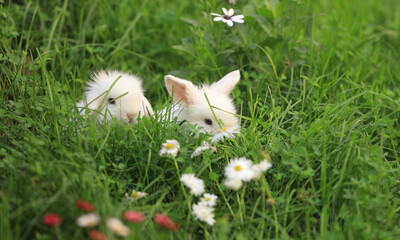 white little rabbit in nature in summer
