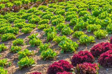 Wall Mural - Agricultural field with rows of lettuce plants. Rural landscape and vegetable cultivation