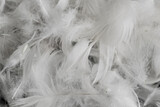 Fototapeta Boho - nice white duck feathers. background or texture