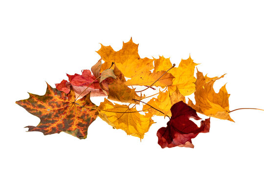 Wall Mural - bunch of autumn leaves isolated on white background, dry fallen leaves