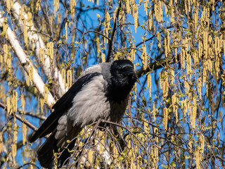 Beautiful close-up shot of the hooded crow (Corvus cornix) sitting in a birch tree branches flowering with yellow flowers