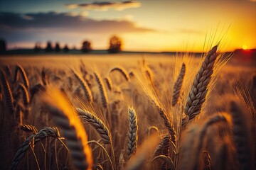 Wall Mural - In the evening, a golden wheat field at sunset. Nature harvests growth. Farming in agriculture. Generative AI
