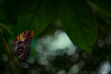 Wall Mural - Butterfly Blue Morpho, Morpho peleides, in rainforest