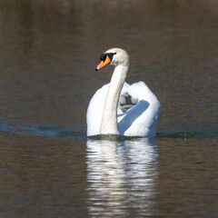 Canvas Print - Mute swan, Cygnus olor swimming on a lake in Munich, Germany