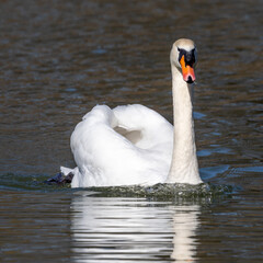 Canvas Print - Mute swan, Cygnus olor swimming on a lake in Munich, Germany