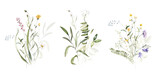 Fototapeta Sypialnia - Wild field herbs flowers plants. Watercolor bouquet collection - illustration with green leaves, branches and colorful buds. Wedding stationery, wallpapers, fashion, backgrounds, prints. Wildflowers.
