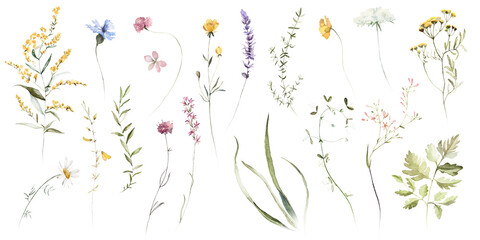 Wall Mural - Wild field herbs flowers. Watercolor individual isolated element set - illustration with green leaves and colorful plants. Wedding stationery, wallpapers, fashion, backgrounds, textures. Wildflowers.