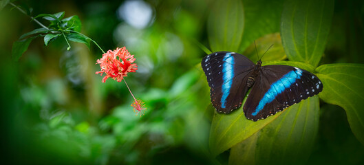 Wall Mural - Butterfly Morpho achilles in rainforest