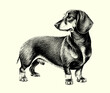 Beautiful dachshund dog, black and white illustration, sketch, engraving. Vector	
