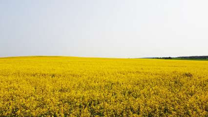 Wall Mural - Aerial view of the yellow agricultural agro fields of rapeseed plant culture. Photography for the background of tourism, design, advertising and agro business