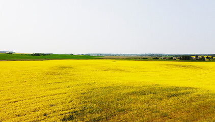 Wall Mural - Aerial view of the yellow agricultural agro fields of rapeseed plant culture. Photography for the background of tourism, design, advertising and agro business