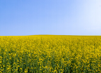 Wall Mural - Yellow agricultural agro field of rapeseed plant culture. Yellow-blue background for tourism, design, advertising and agro business