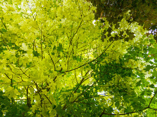 Wall Mural - Beautiful background of yellow maple tree foliage