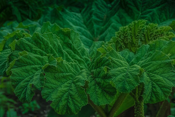 Green tropical leaves. Green graphic background.