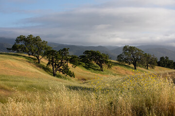 landscape with trees, cloudy sky, Santa Ynez Valley, California