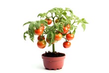 Photography Of A Lush Tomato Plant With Green Tomatos Growing In A Pot On A White Background ,16k
