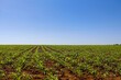 Corn field growing with a clear sky in the background. Agriculture background