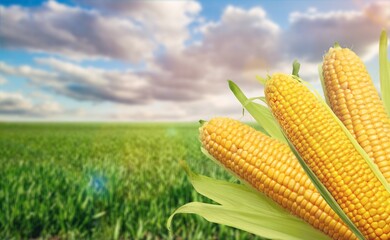 Poster - Corn cobs on big plantation field