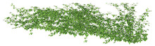 Parthenocissus Tricuspidata Or Ivy Green With Leaf. Png Transparency