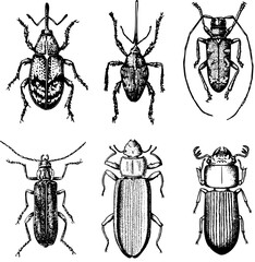 Sticker - Some beetles isolated on white