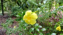 Tecoma Stans Or Yellow Elder Or Yellow Trumpet Flower In The Garden.