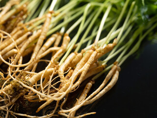 Poster - Sprout ginseng on black background