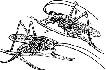 Sticker - Two grasshoppers isolated on white