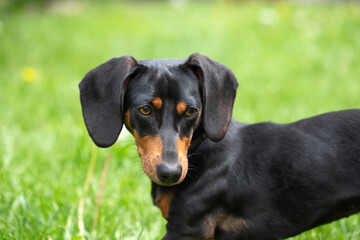 Sticker - A cute dachshund in a  lush spring garden