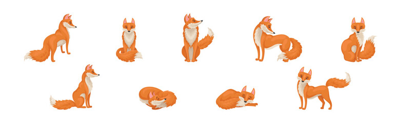 Wall Mural - red fox forest animal with pointed ears and bushy tail vector set