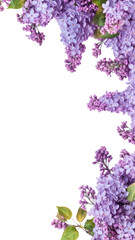  lovely lilac flowers as a frame border, isolated with negative space for layouts