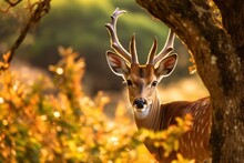 Beautiful Deer In African Savanna Environment 
