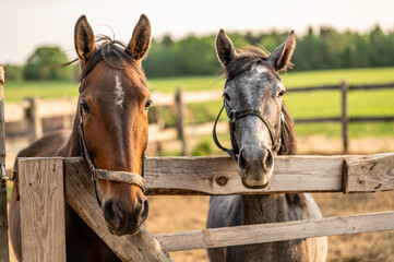 Poster - portrait of a horse