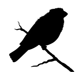 Wall Mural - bird silhouette on white background