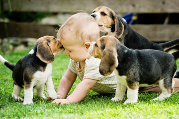 Toddler and Beagle gambol in the backyard. crawling child and puppy games on the lawn. Dog and kid friendship. Big smile boy and dog kiss.
