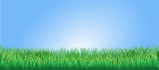 Wall Mural - Green grass field or lawn under a clear blue sky