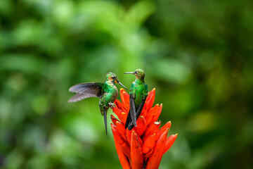 Wall Mural - green hermit, phaethornis guy, rare hummingbird from costa rica, green bird flying next to beautiful