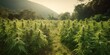 © AkimD - AI Generated. AI Generative. Medical weed pant cannabis marijuana field outddor farm nature wild. Graphic Art