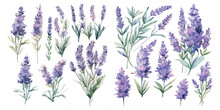 Watercolor Lavender Clipart For Graphic Resources